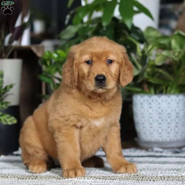 Blaire, Golden Retriever Puppy